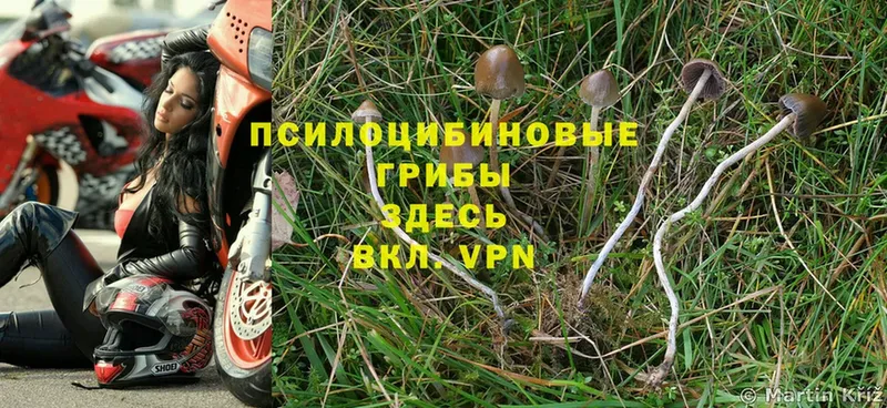 Псилоцибиновые грибы MAGIC MUSHROOMS  закладка  Барабинск 